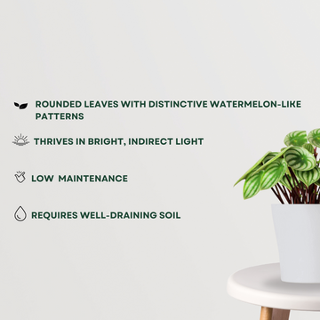 Watermelon peperomia indoor plant